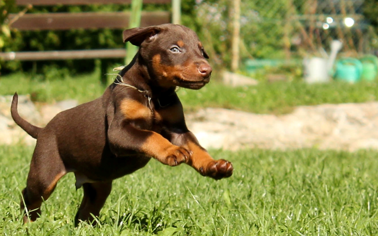 Doberman Carattere