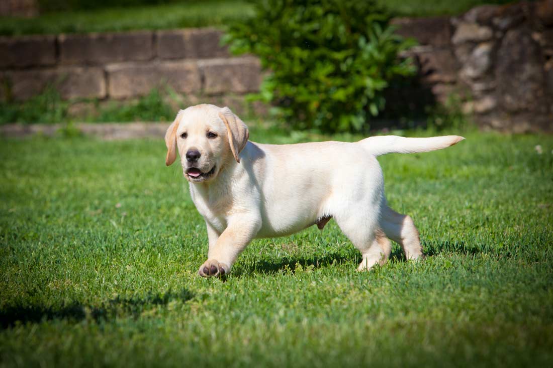 Labrador Carattere Addestramento