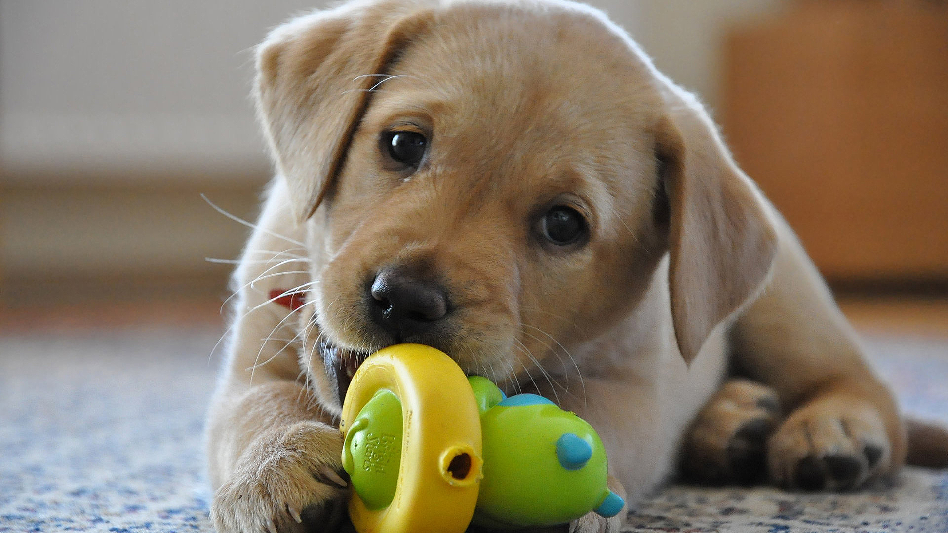 Labrador Carattere Cucciolo