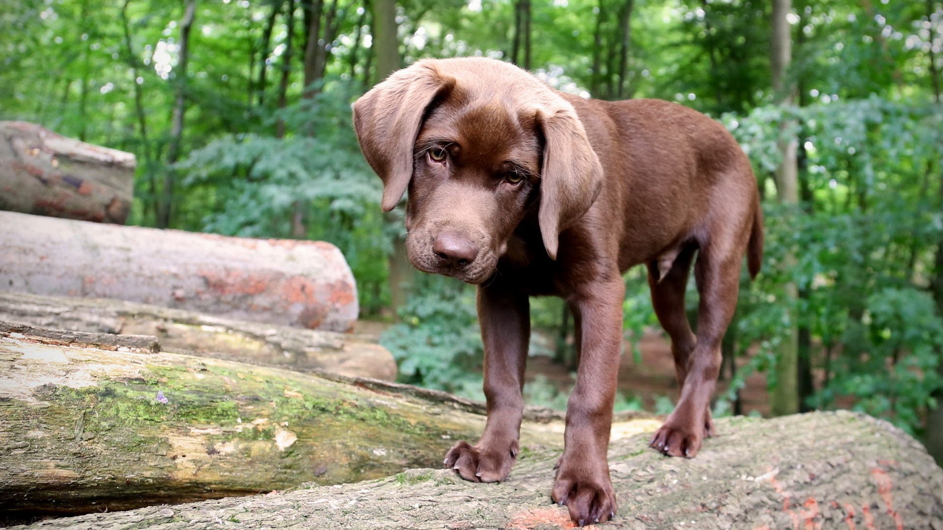 Carattere Labrador