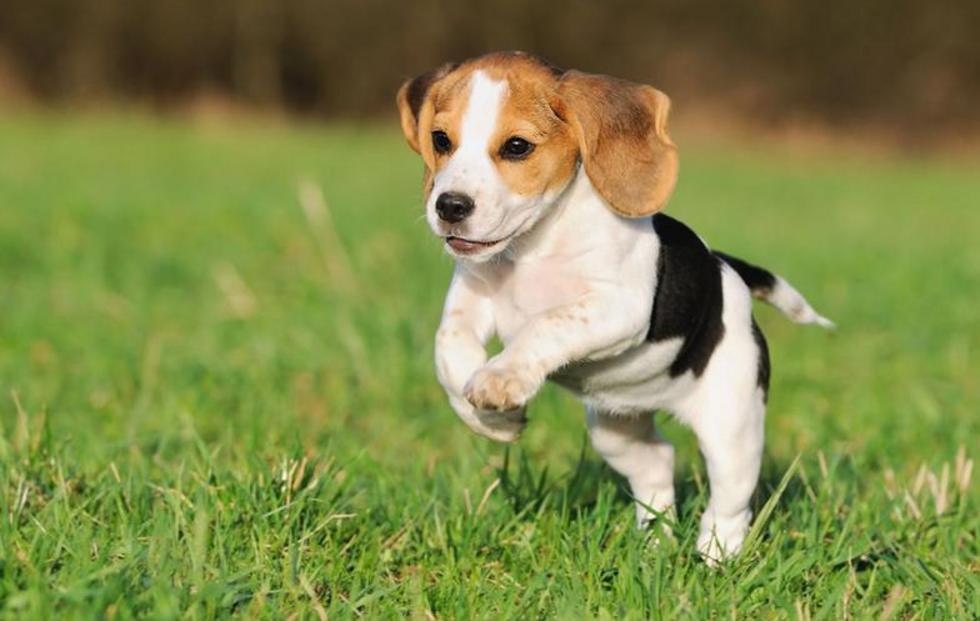 Beagle Carattere Foto