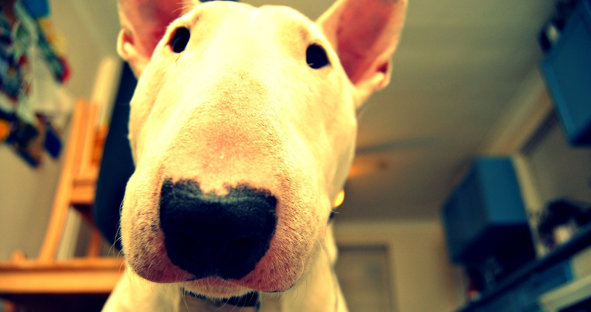 Bull Terrier