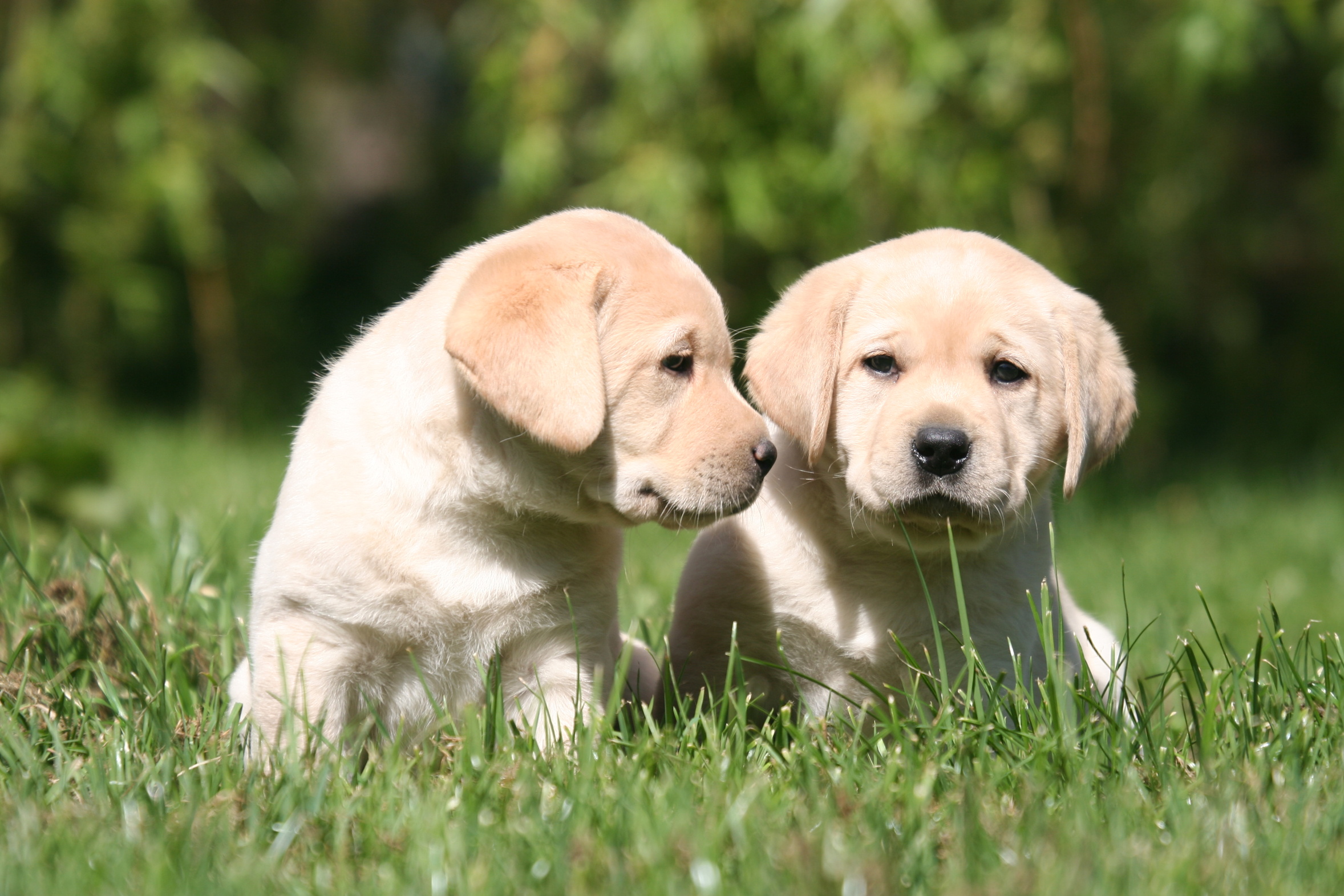 Carattere del Labrador Retriever