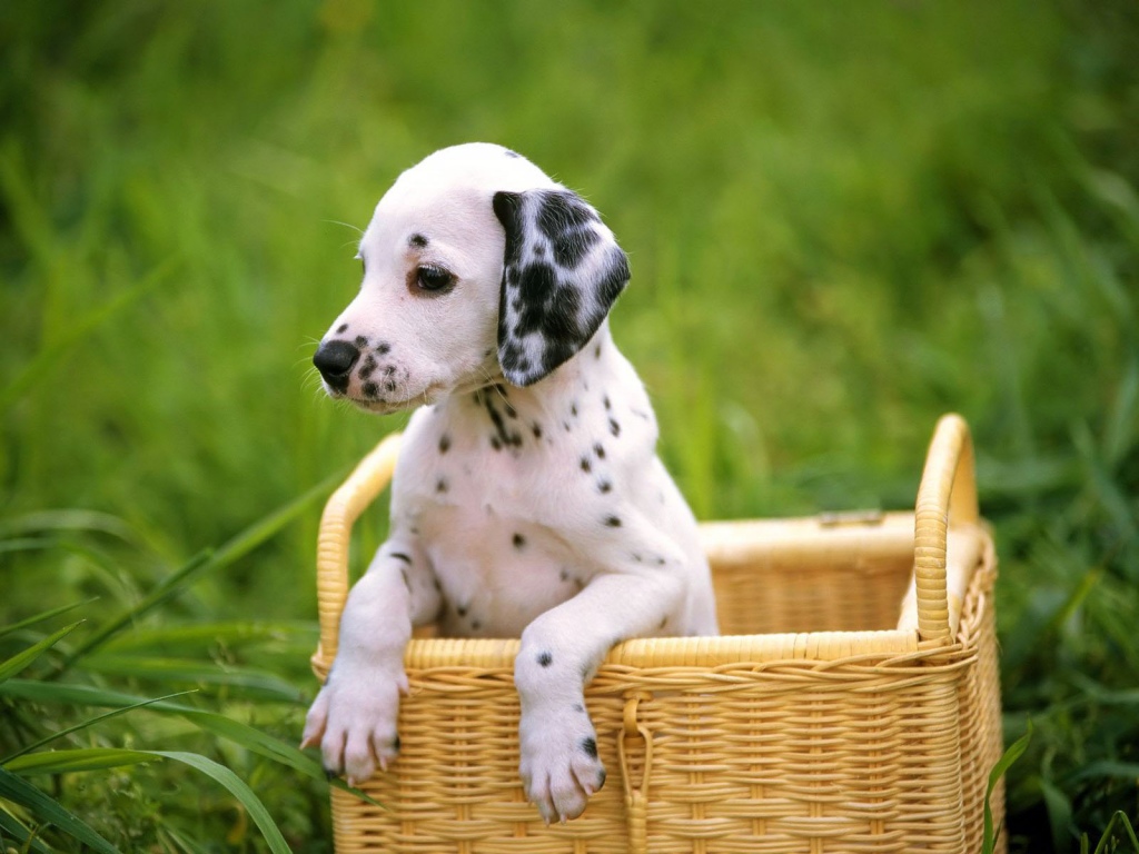 Dalmata carattere Foto