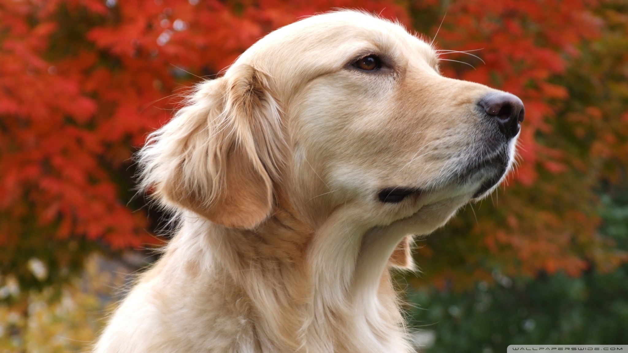 Golden Retriever Carattere Immagine