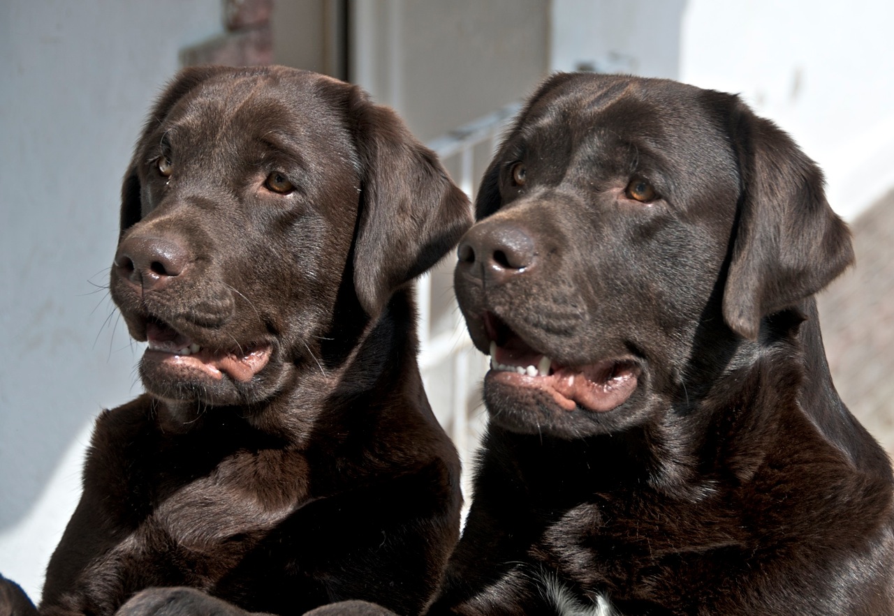 Labrador Alimentazione