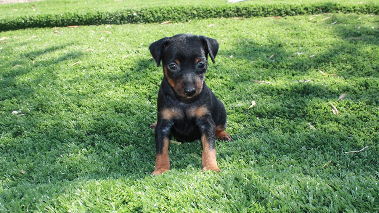 Pinscher Carattere