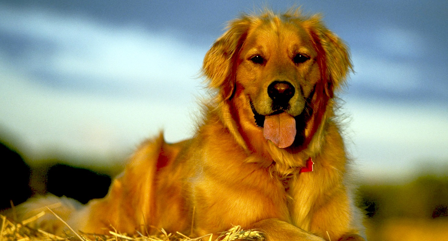 Golden Retriever Alimentazione