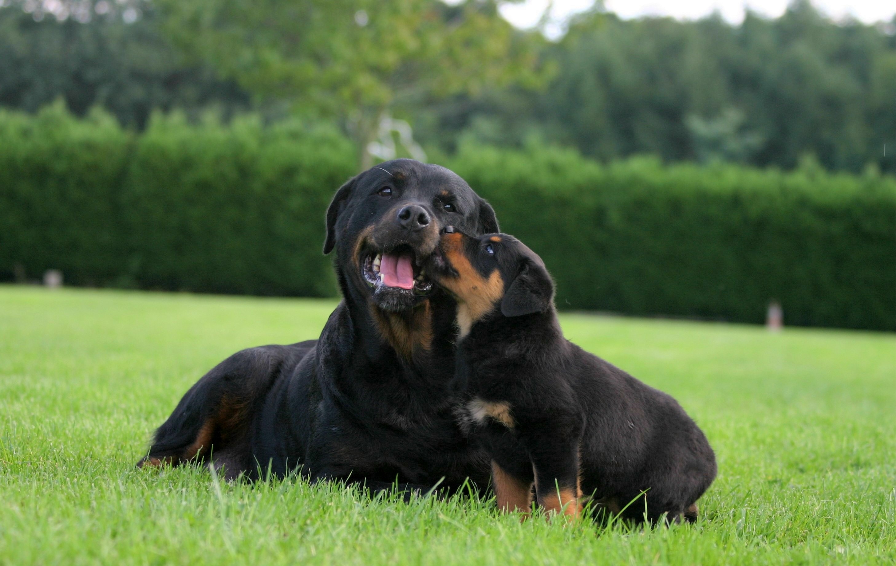 Rottweiler carattere immagine