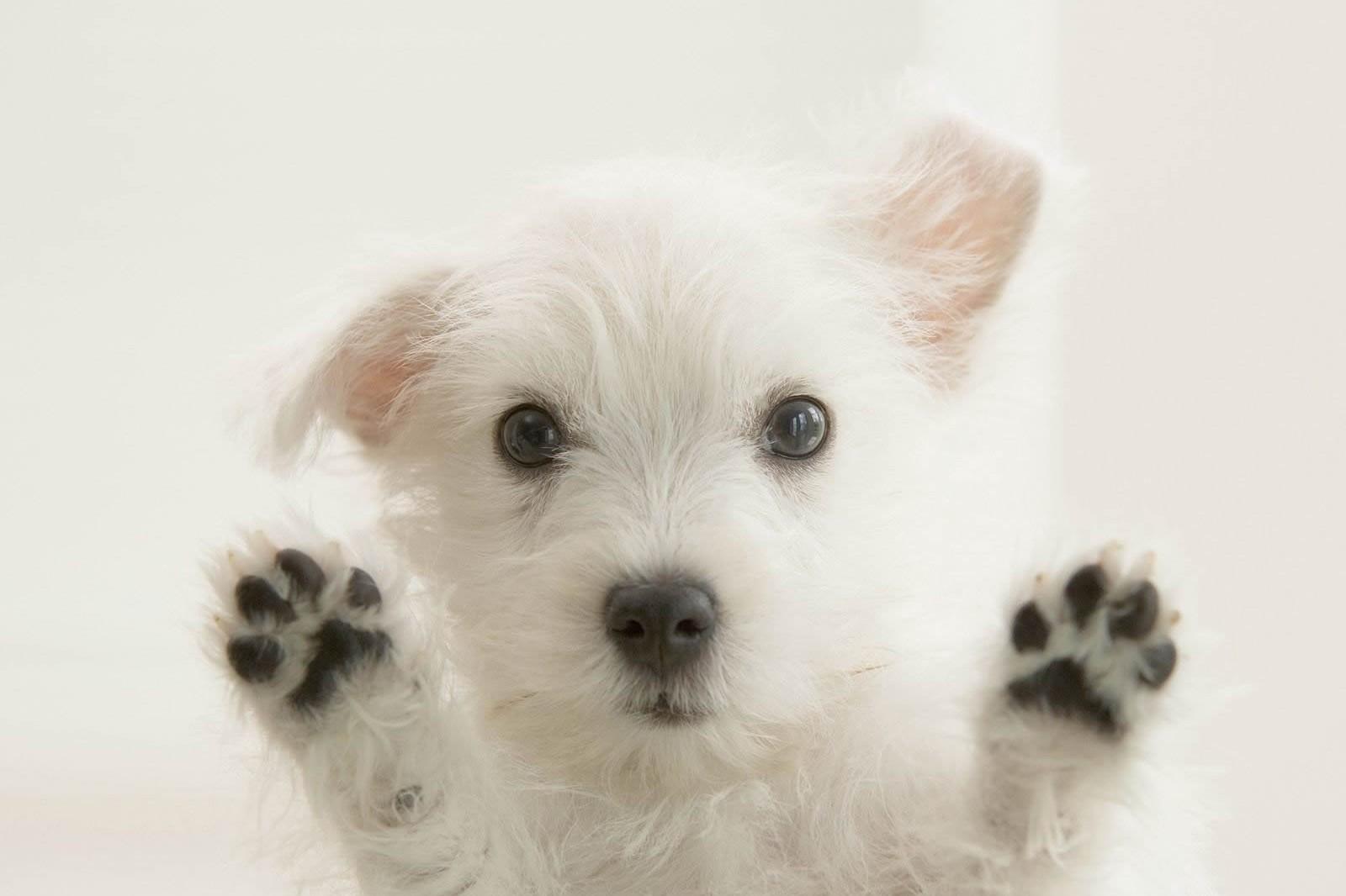 west highland white terrier carattere