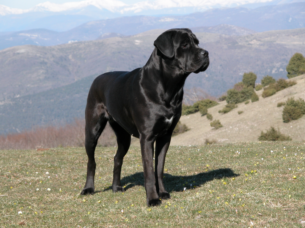 cane corso carattere