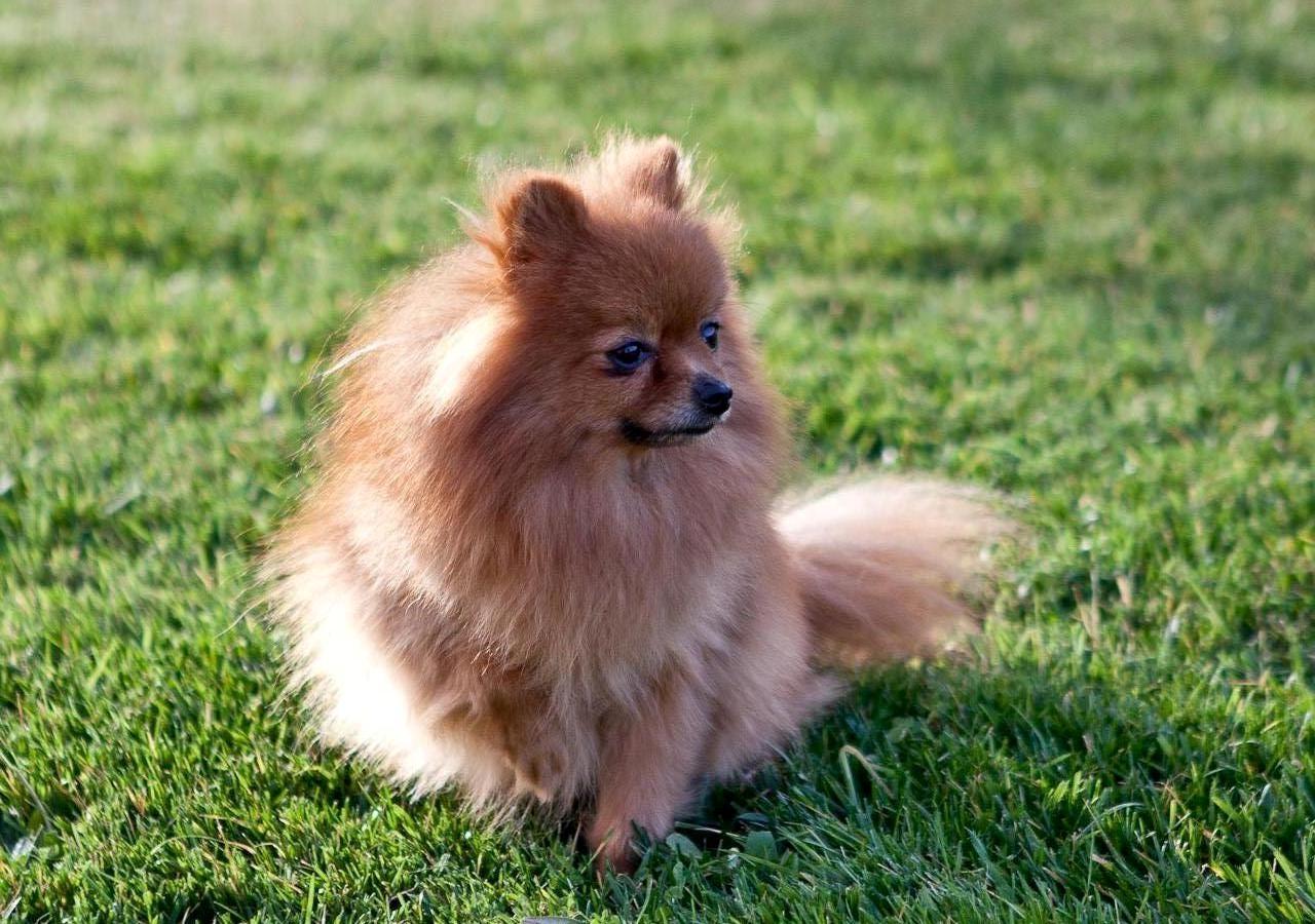 volpino di pomerania carattere foto