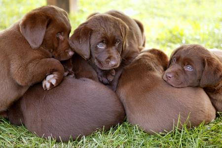 labrador prezzo