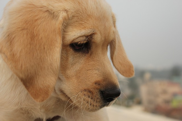 cagnolini da adottare