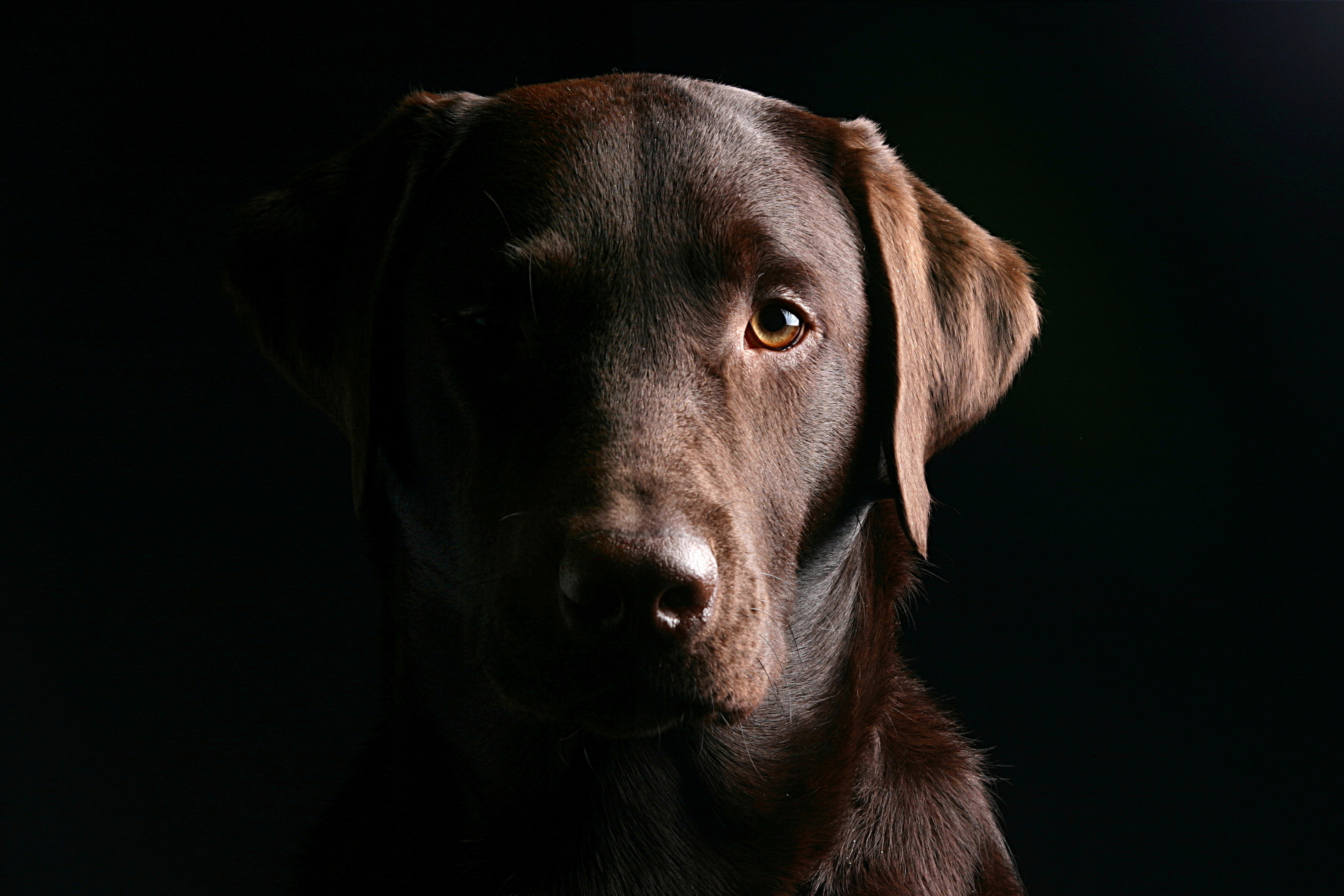 labrador marrone