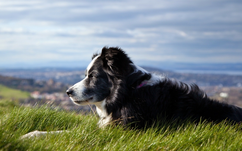 Border Collie carattere sfondo