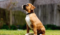 boxer carattere hd