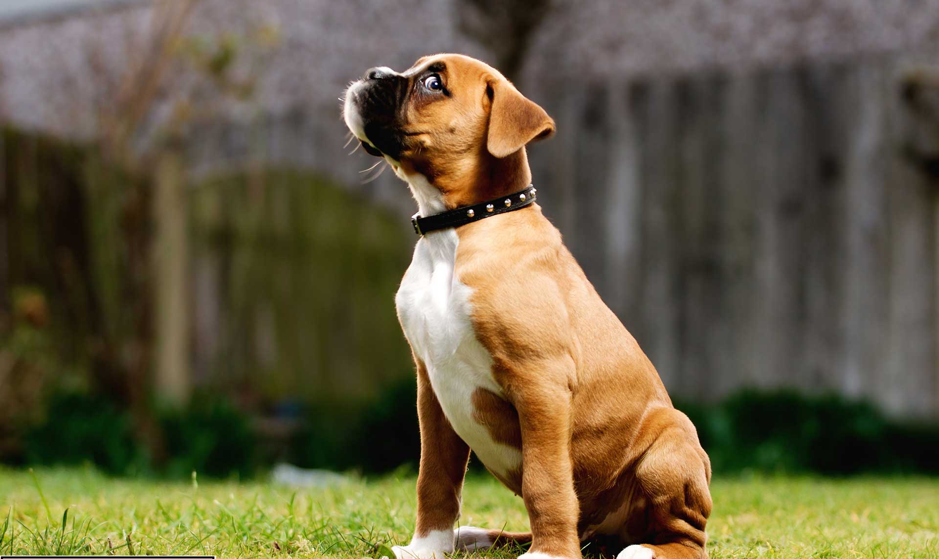 boxer carattere hd