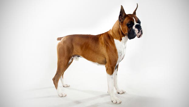 boxer carattere