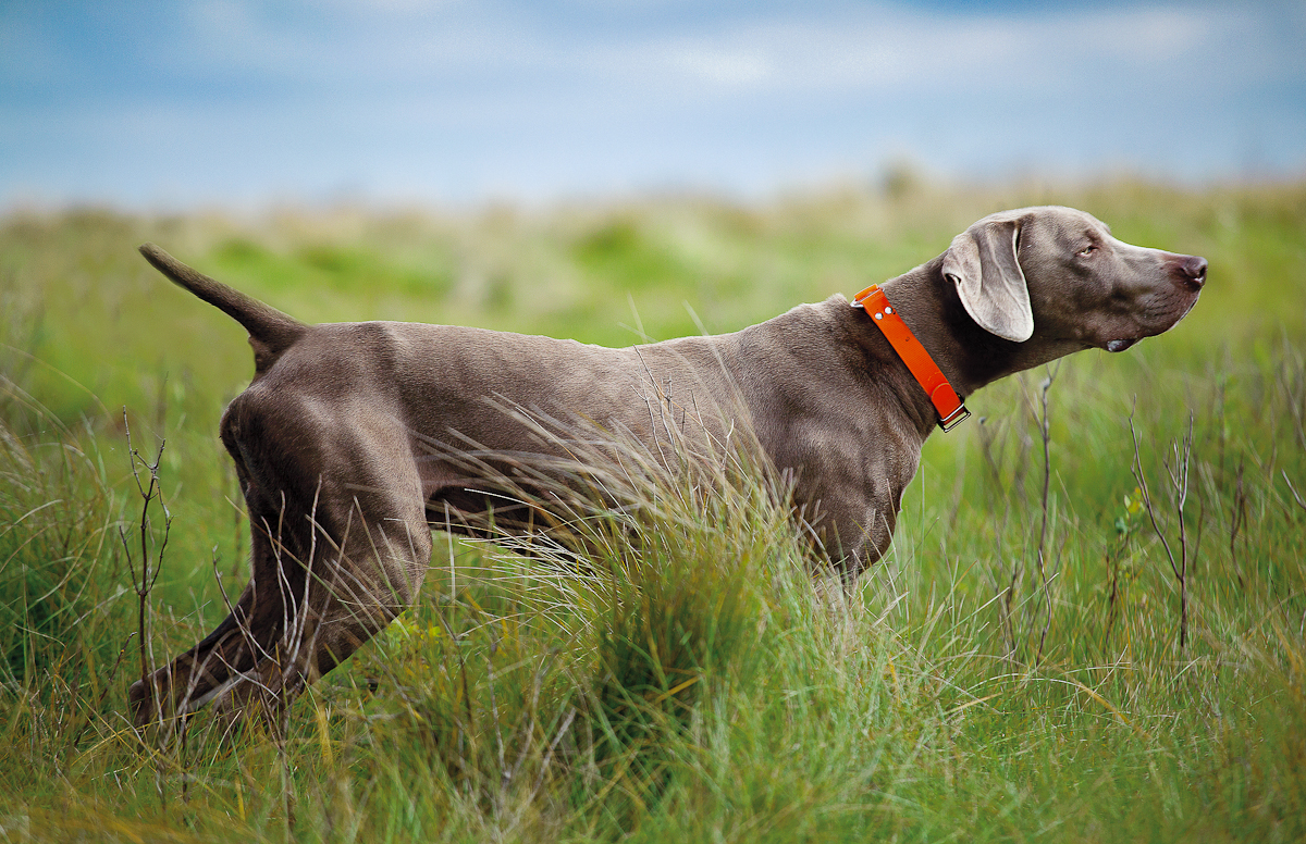 weimaraner carattere