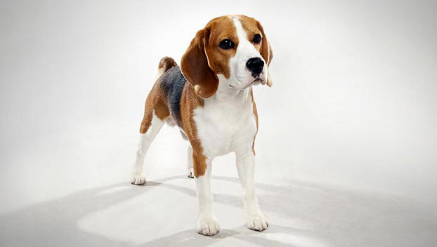 addestramento beagle foto