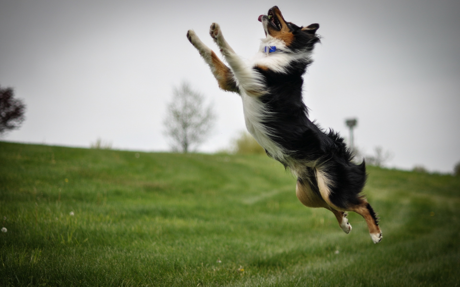 addestramento border collie agility