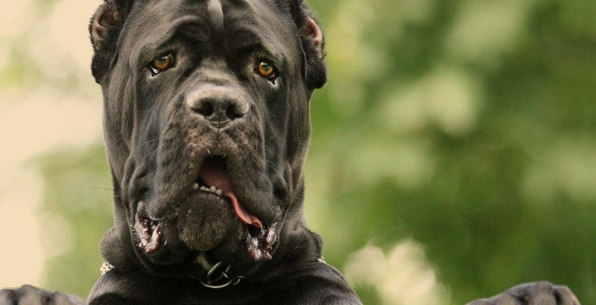 addestramento cane corso