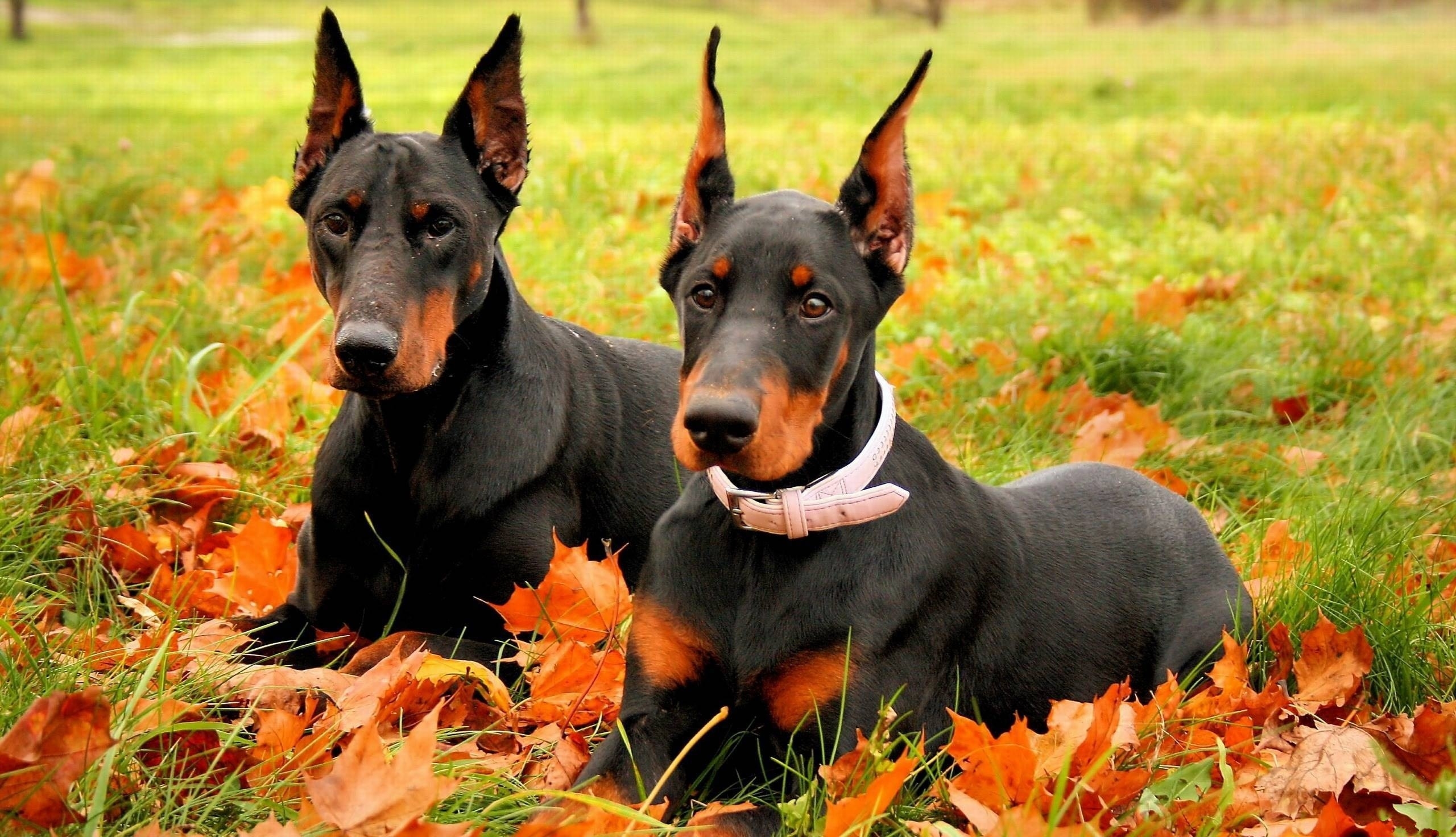 addestramento dobermann