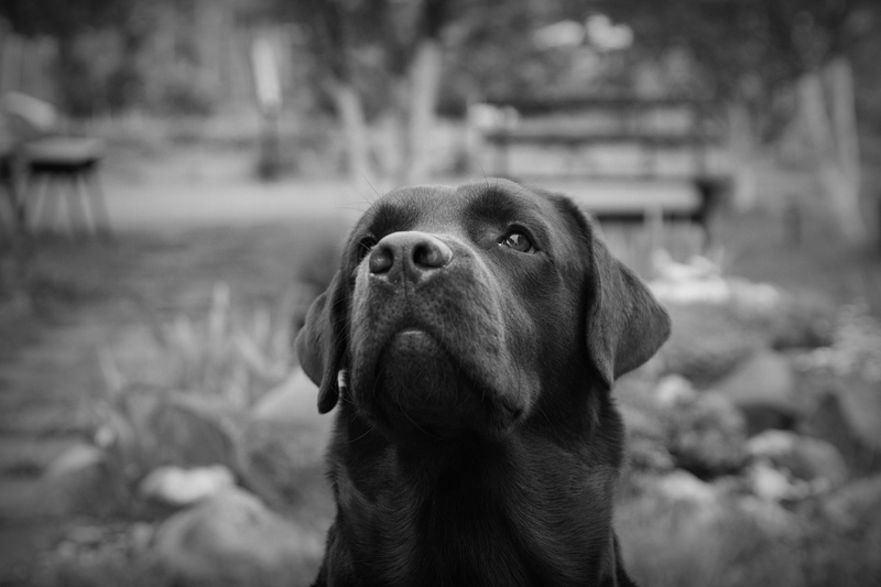 Labrador Retriever