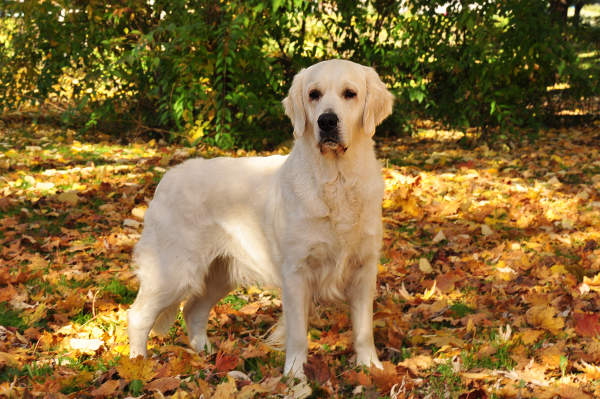 golden retriever addestramento foto