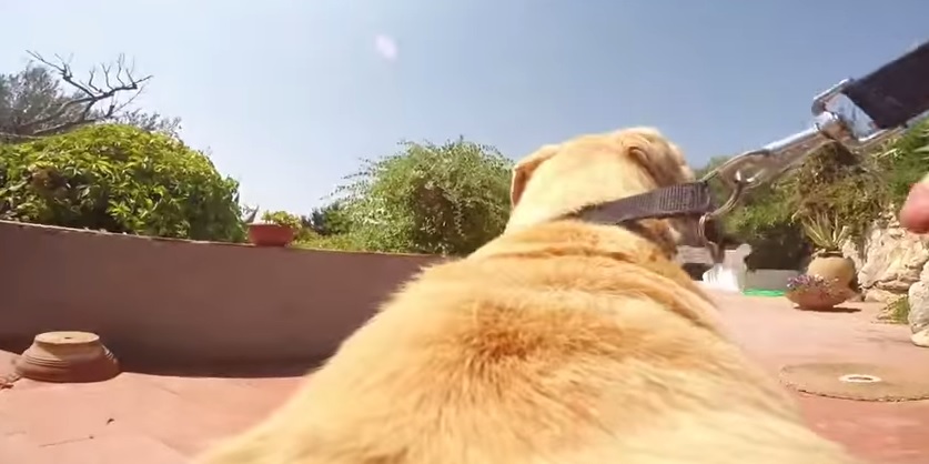 video cane labrador acqua gopro