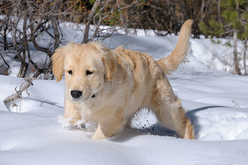 golden retriever