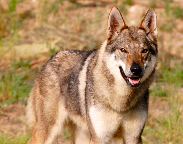 addestramento cane lupo cecoslovacco