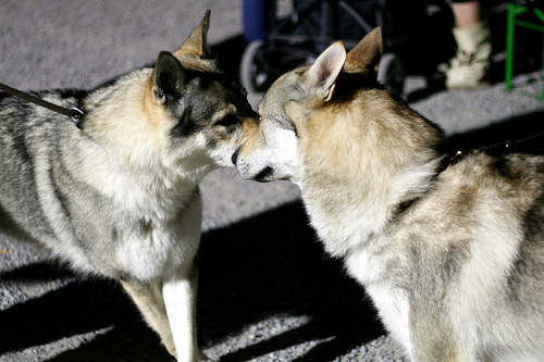 czechoslovakian wolfdog