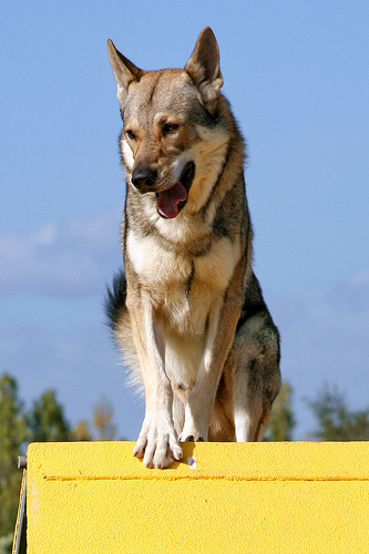 cane lupo cecoslovacco