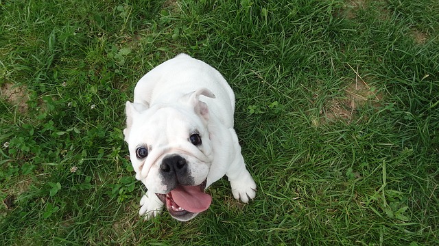 bulldog inglese carattere cucciolo