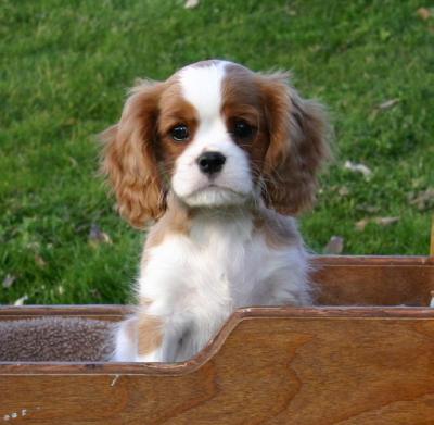 cavalier king carattere