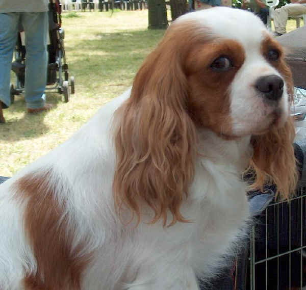 cavalier king carattere