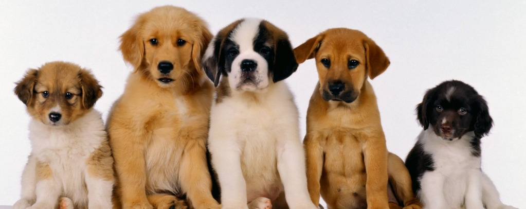 libri sui cani 2