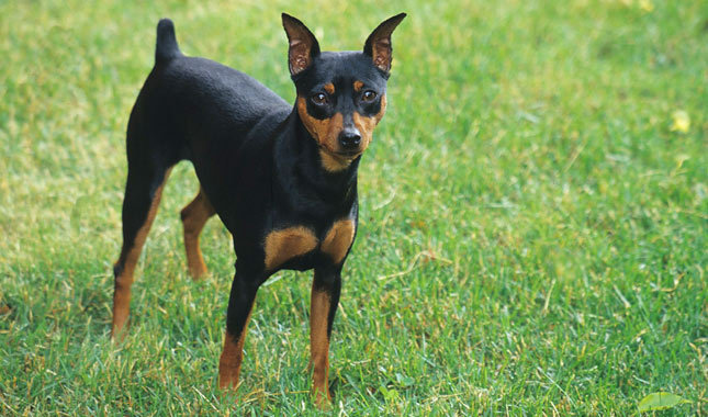 addestramento pinscher