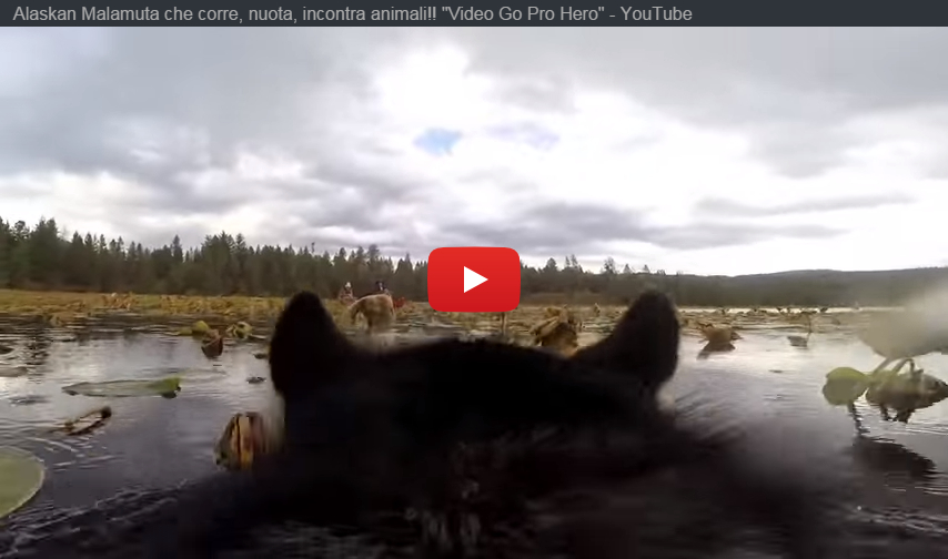 Alaskan Malamute Go Pro